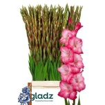 Gladiolus Gladiool Rosalina