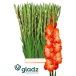 Gladiolus Gladiool Stormy