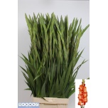Gladiolus Gladiool Stormy 120-130cm