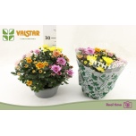 Chrysanthemum Krüsanteem indi Elixer 23cm