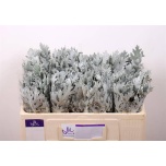 Senecio Ristirohi Jacobaea Ovidius 45cm