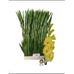 Gladiolus Gladiool Bra Val 100-110cm