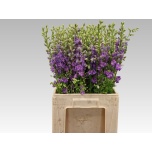 Delphinium Kukekannus co Violet Lilac 60cm