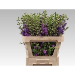 Delphinium Kukekannus co violet lilac 90cm