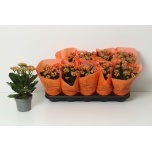 Kalanchoe Kalanhoe bridget 12cm