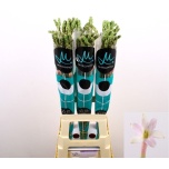 Polianthes Säraõis Elsa 80cm