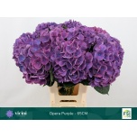 Hydrangea Hortensia Royal Opera 65cm*5
