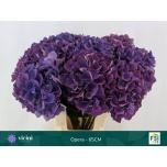 Hydrangea Hortensia Royal Opera 65cm*5