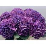 Hydrangea Hortensia Royal Opera 65cm*5