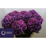 Hydrangea Hortensia Royal Opera 70cm*5