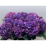 Hydrangea Hortensia Royal Opera 70cm*5
