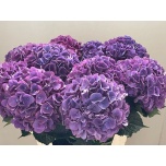 Hydrangea Hortensia Royal Opera 80cm*5