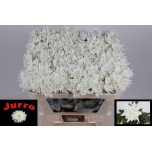 Chrysanthemum Krüsanteem SP Frozen 65gr*5