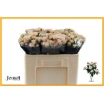 Kobarroos 50cm Severina