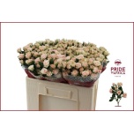 Kobarroos 50cm Severina