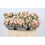 Kobarroos 50cm Severina