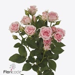 Kobarroos 60cm Severina