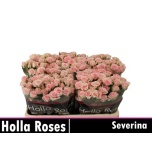 Kobarroos 60cm Severina