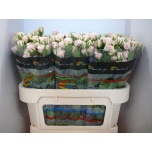 Kobarroos 70cm Severina