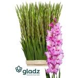 Gladiool Gladiool Xperience