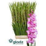 Gladiool Gladiool Xperience