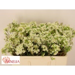 Chamelaucium Sidrunmürt Dawn Pearl 50cm