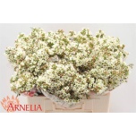 Chamelaucium Sidrunmürt Dawn Pearl 55cm
