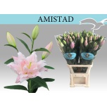 Lilium Liilia OR DU Amistad 100cm