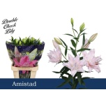 Lilium Liilia OR DU Amistad 100cm