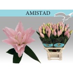 Lilium Liilia OR DU Amistad 90cm