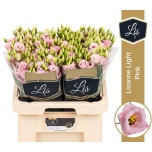 Eustoma Preeriakell Lisanne Light Pink (Lugt Lisianthus)