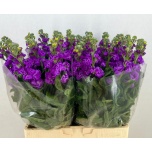 Matthiola Levkoi Iron Blue 60-65cm