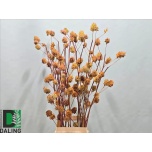 Glycyrrhiza seed pod 100cm
