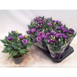 Eustoma Preeriakellukas russ julietta blue 12cm