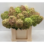 Hydrangea Hortensia Mag Candle Classic 60cm*5