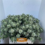 Eryngium Ogaputk White Lagoon 40cm