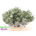 Eryngium Ogaputk White Lagoon 40cm