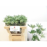 Eryngium Ogaputk White Lagoon 50cm