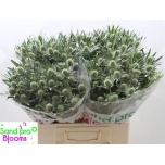 Eryngium Ogaputk White Lagoon 60cm