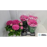 Hydrangea Hortensia macr brussel 14cm