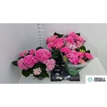 Hydrangea Hortensia macr brussel 14cm