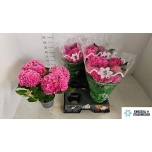 Hydrangea Hortensia macr brussel 14cm