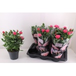 Rosa Potiroos Palace 17cm