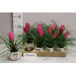 Arrangementen tillandsia 7cm