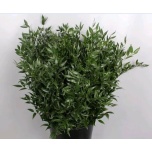 Ruscus Itaalia 70cm (pk)