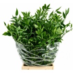 Ruscus Itaalia 70cm (pk)