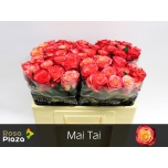 Roos 50cm Mai tai