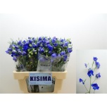 Delphinium Kukekannus Sunshine 60cm