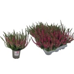 Calluna vulg garden girls other 9cm