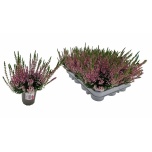 Calluna vulg Kanarbik garden girls other 9cm